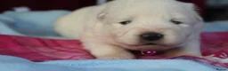 Samoyed dogs for sale: Bundle of joy and fluff  - Advert 12