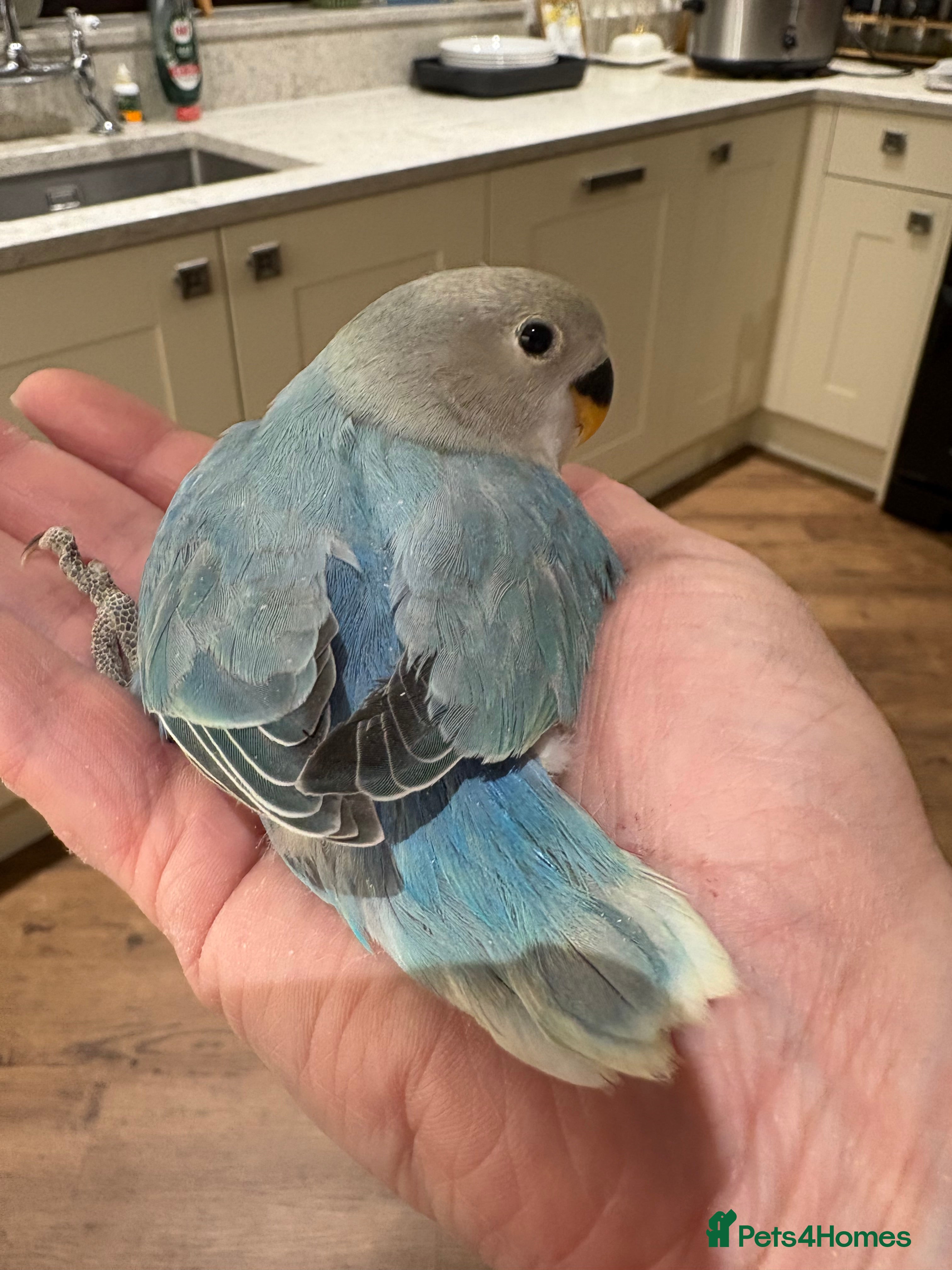 Lovebirds birds Lovebird babies - friendly chicks - Advert 6