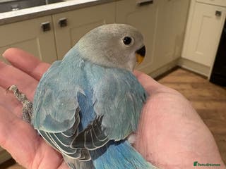 Lovebirds birds Lovebird babies - friendly chicks - Advert 6