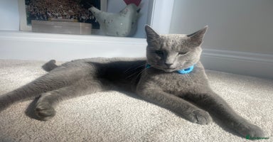 Russian Blue cats - Advert 3