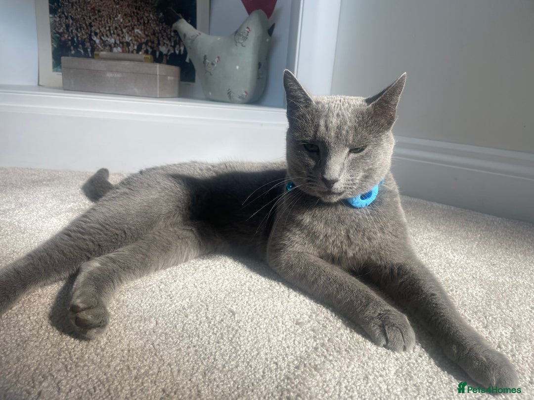 Russian Blue cats for sale: Russian Blue rehoming - Image 2