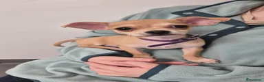 Chihuahua 2