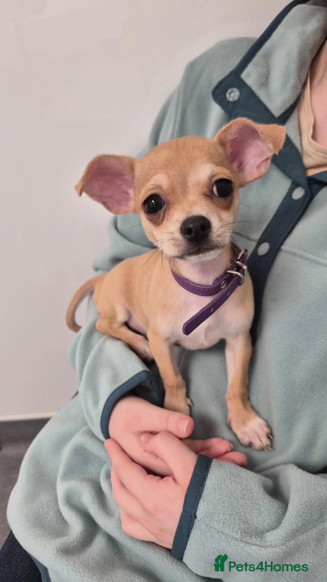 Chihuahua dogs for sale: Female Chihuahua for sale - Advert 2