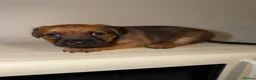 Border Terrier dogs for sale: Border pups  - Advert 10