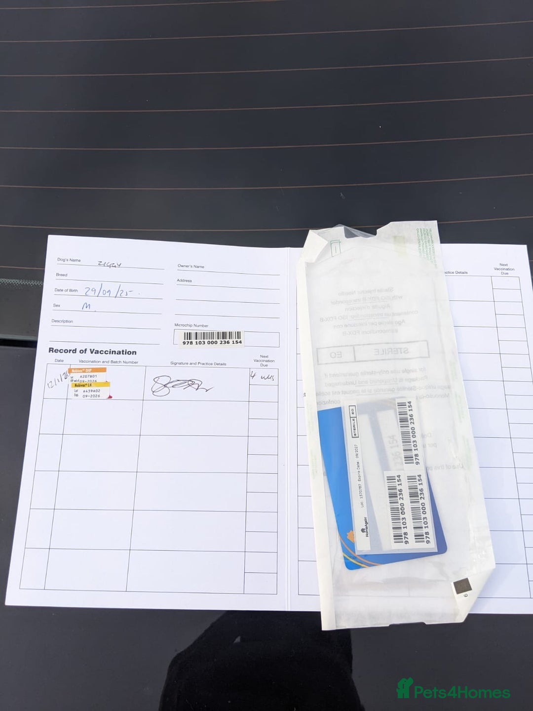 Belgian Shepherd Dog dogs for sale: Belgian Shepherd (Malinois) - Advert 5