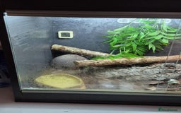 Gecko reptiles for sale: Central American banded gecko for sale - Image 6