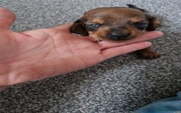 Miniature Dachshund dogs for sale: Miniature Dachshund Puppies – Short-Haired - £1000 - Image 8