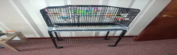 Budgerigars birds for sale: Male Budgie with cage and everything you need - Advert 3
