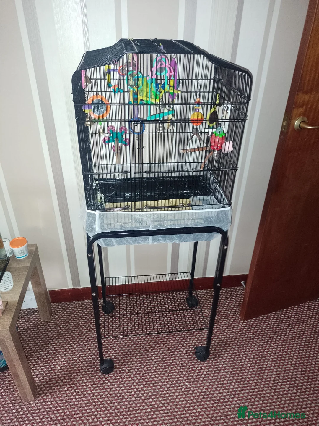 Budgerigars birds for sale: Male Budgie with cage and everything you need - Advert 3