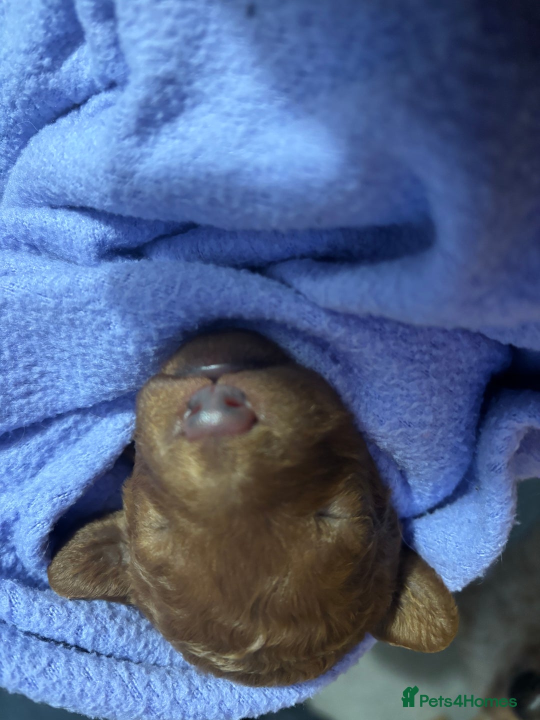 Labradoodle dogs for sale: Gorgeous red fox labradoodle  - Advert 2