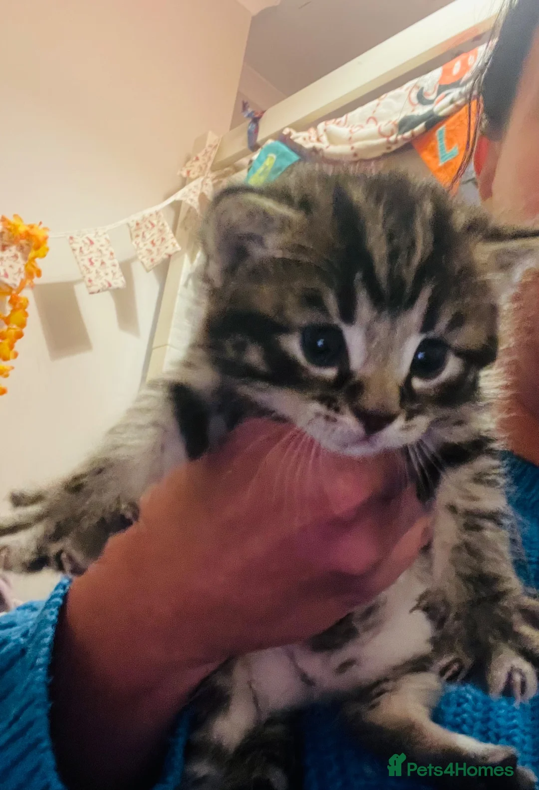 Domestic Shorthair cats for sale: Beautiful fluffy Tabby kitten available  - Advert 2