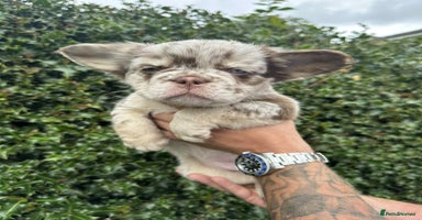 French Bulldog dogs - Advert 3