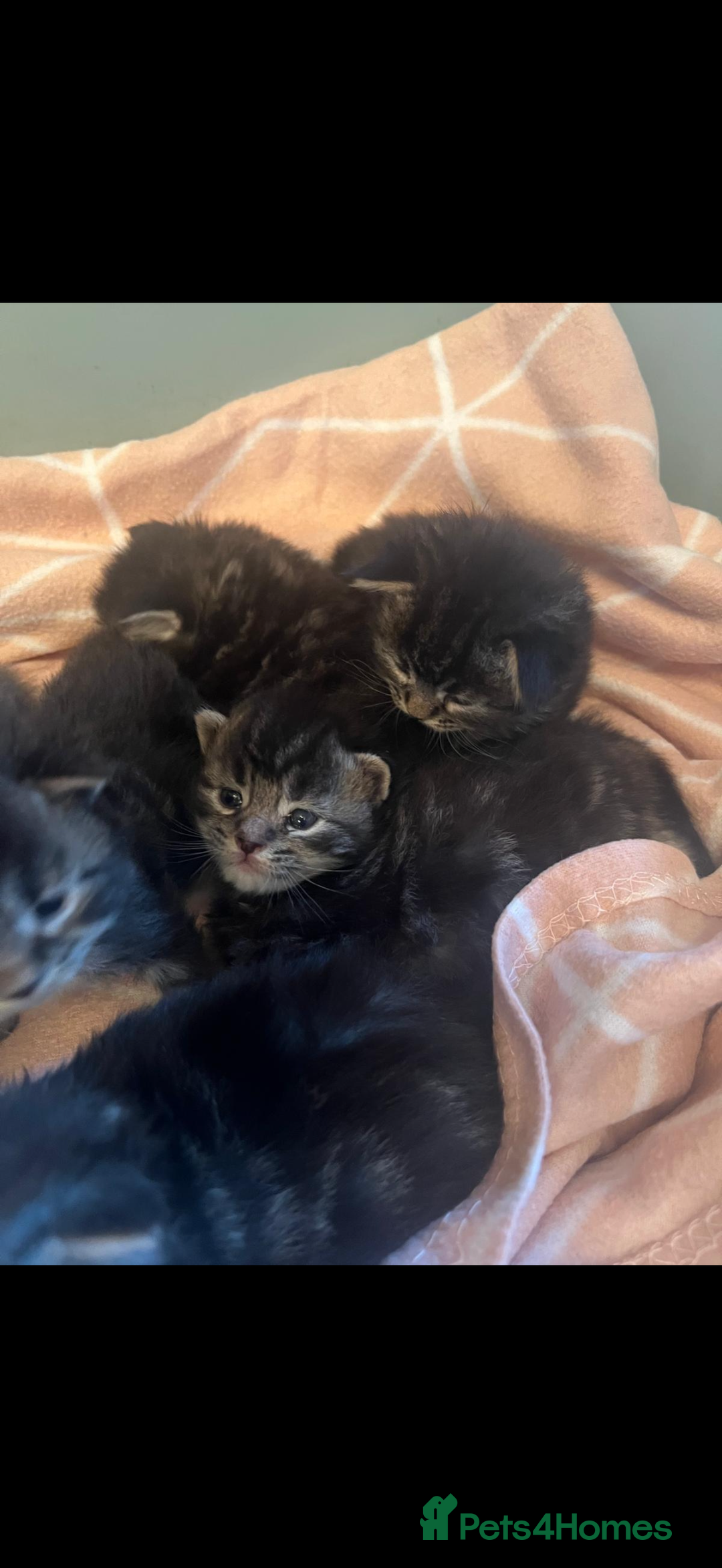 Maine Coon cats for sale: Full breed gorgeous Mainecoon kittens ready Jan 31 - Advert 5
