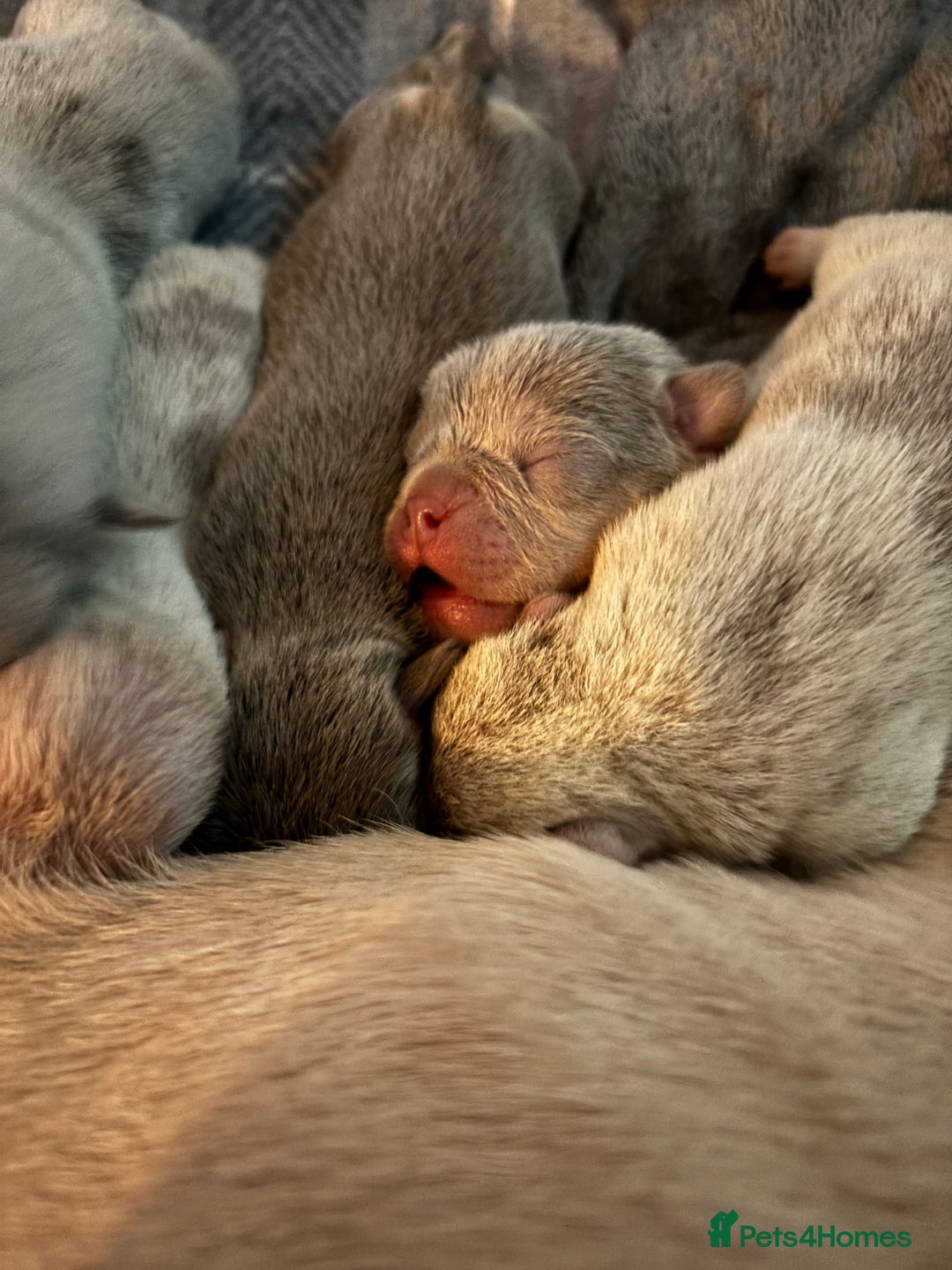 Mixed Breed dogs for sale: French bulldog X English bulldog  - Image 14