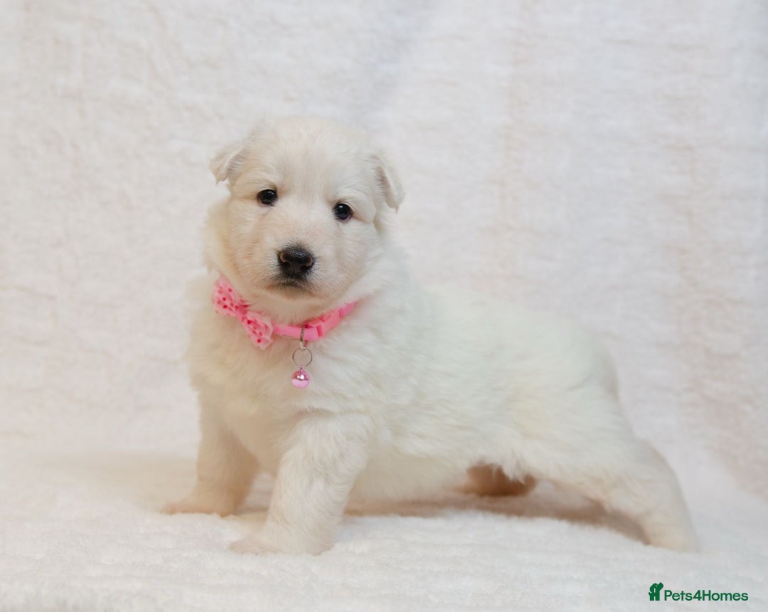 German Shepherd dogs for sale: LAST ONE KC REG STRAIGHT BACKED FULL WHITE GSD PUP - Advert 2