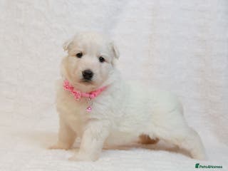 German Shepherd dogs LAST ONE KC REG STRAIGHT BACKED FULL WHITE GSD PUP - Advert 5