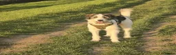Mixed Breed dogs for adoption: Meet Ash, currently residing in Essex in Burnham-on-Crouch - Advert 10