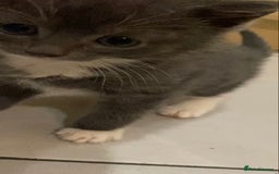 British Shorthair cats for sale: 6 kittens mixture of colours, bred from house cat  - Image 16