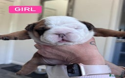 English Bulldog dogs for stud: Charlie for stud lilac and tan fullsuit - Image 11