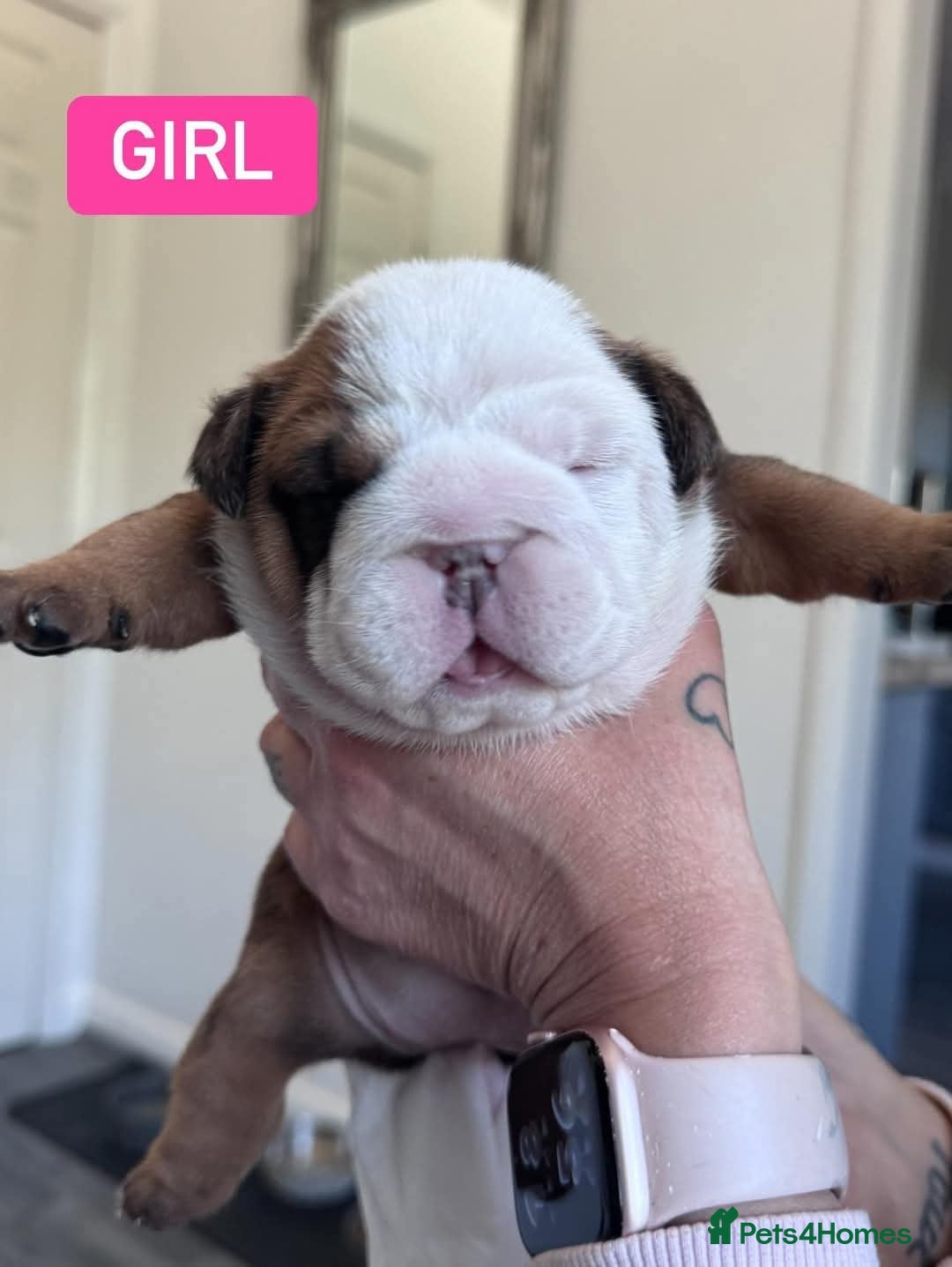 English Bulldog dogs for stud: Charlie for stud lilac and tan fullsuit - Image 11