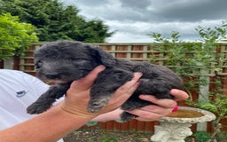 Bedlington Terrier dogs for sale: Bedlington Terrier puppies for sale in Hertford - Image 10