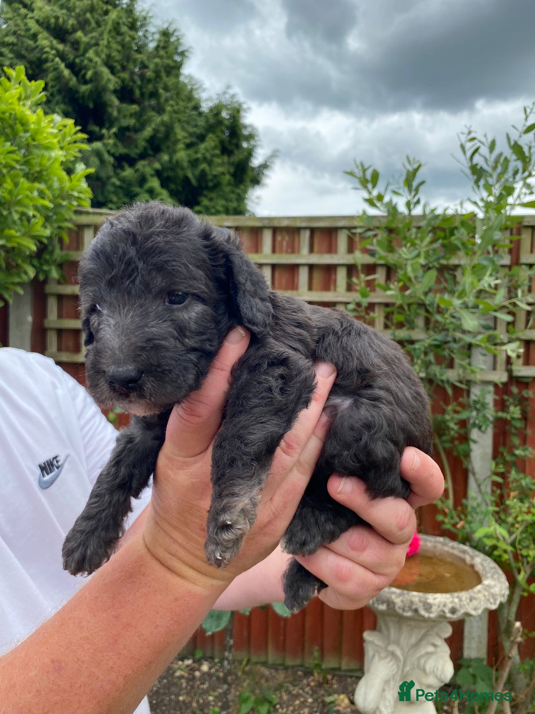 Bedlington Terrier dogs for sale: Bedlington Terrier puppies for sale in Hertford - Image 10