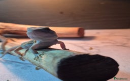 Bearded Dragon reptiles for sale: Baby bearded  dragons  - Image 15