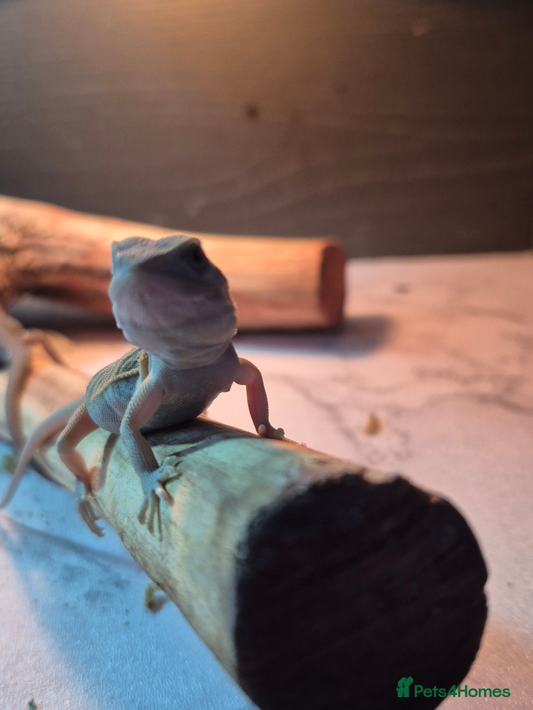 Bearded Dragon reptiles for sale: Baby bearded  dragons  - Image 15