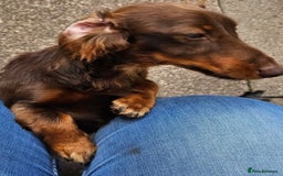 Miniature Dachshund dogs for stud: FLUFFY MINI DACHSHUND FOR STUD - Image 4