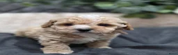 Maltipoo dogs for sale: Tiny Maltipoo F1B Puppies  in Motherwell - Advert 15