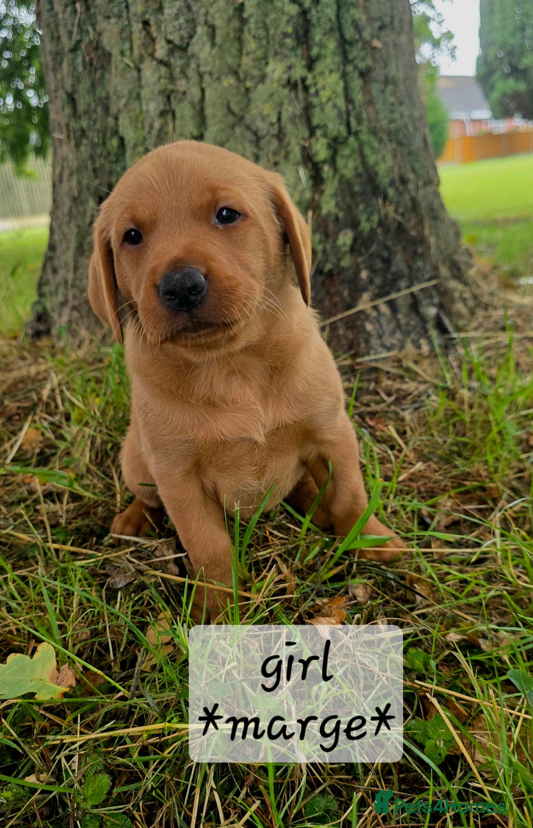 Labrador Retriever dogs for sale: Fox red labrador puppies - Image 9
