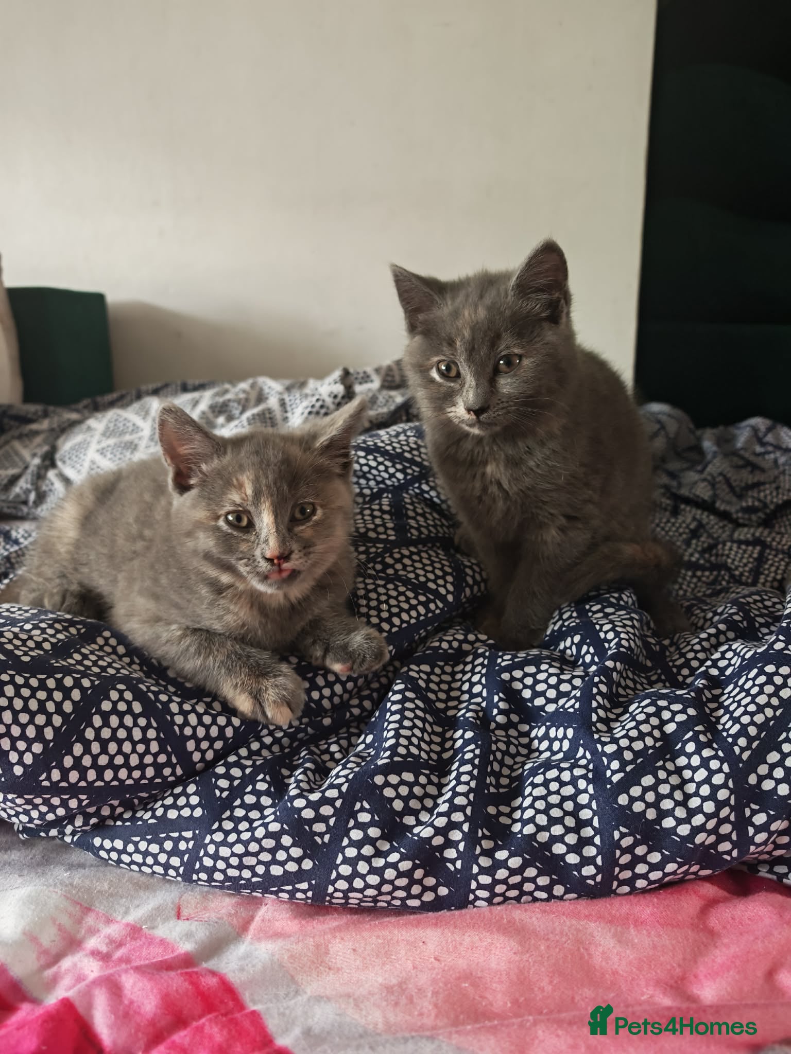 Mixed Breed cats 2 beautiful British Shorthair female  - Advert 10