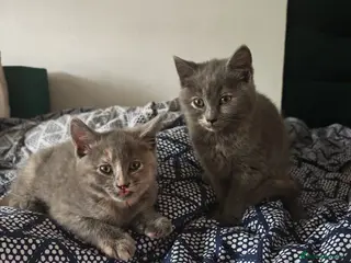 Mixed Breed cats 2 beautiful British Shorthair female - Advert 10