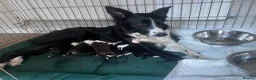 Border Collie dogs for sale: Border Collie puppies in Manchester - Advert 1