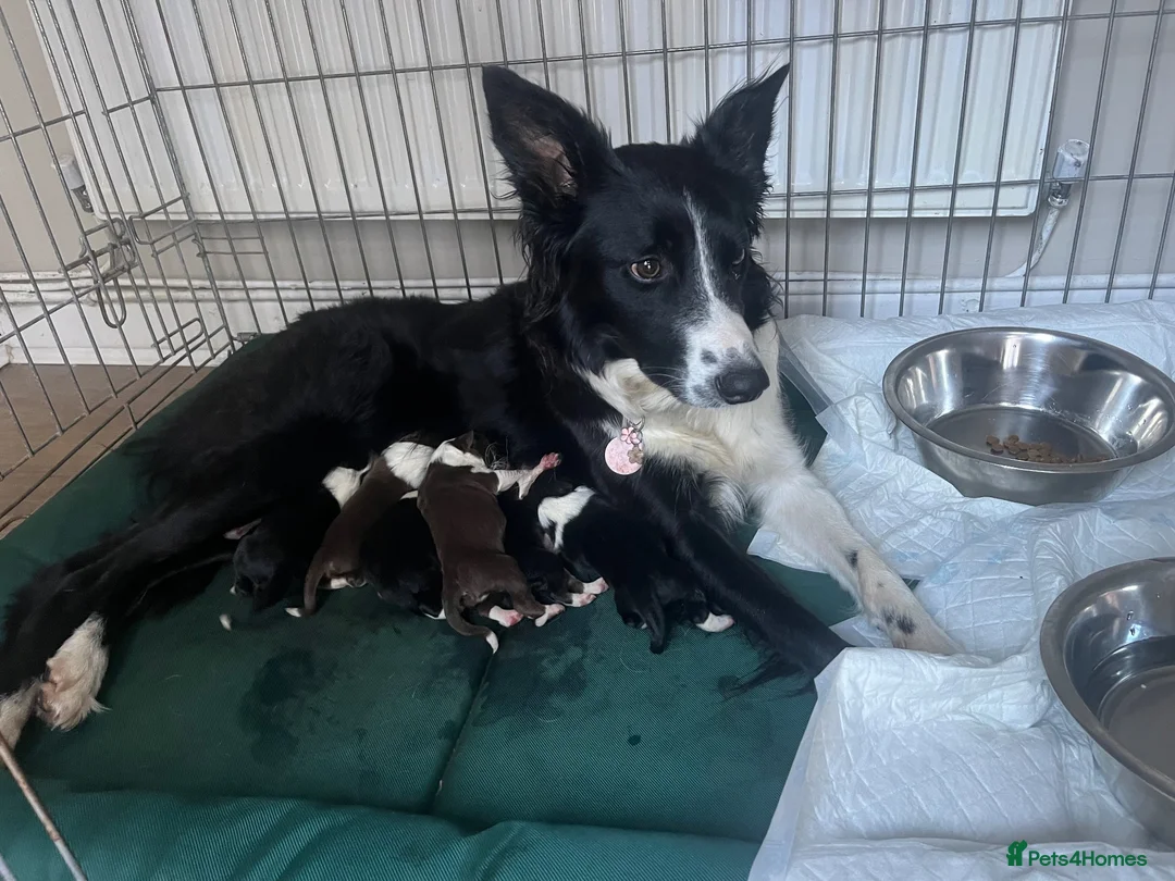 Border Collie dogs for sale: Border Collie puppies in Manchester - Advert 1