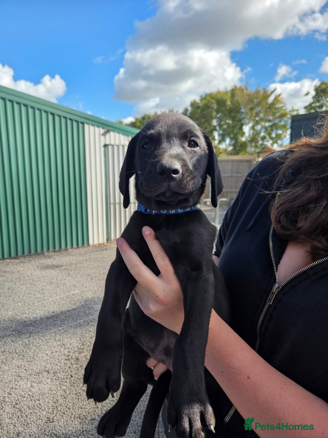 Labrador Retriever dogs for sale: Labrador Puppies  - Image 4