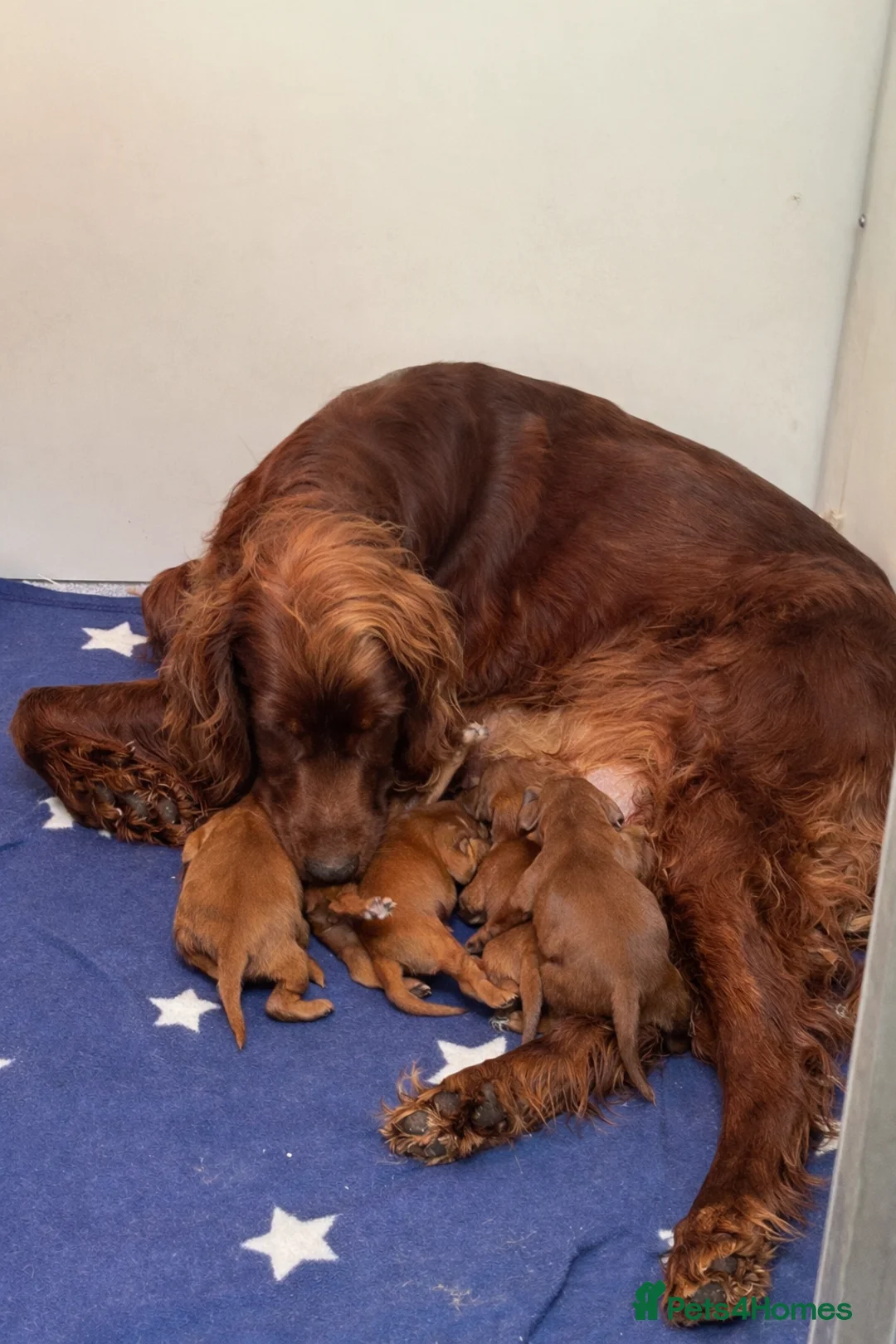 Irish Setter dogs for sale: Qualitly Irish Setter waiting list now open - Advert 2