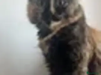 British Longhair cats cute british longhair - Advert 20