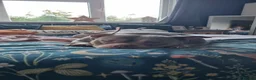 American Bulldog dogs for sale: Female pocket bully - Advert 3