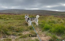 Siberian Husky dogs for sale: BEAUTIFUL SIBERIAN HUSKIES  - Image 10