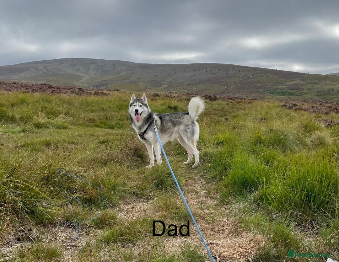 Siberian Husky dogs for sale: BEAUTIFUL SIBERIAN HUSKIES  - Image 10