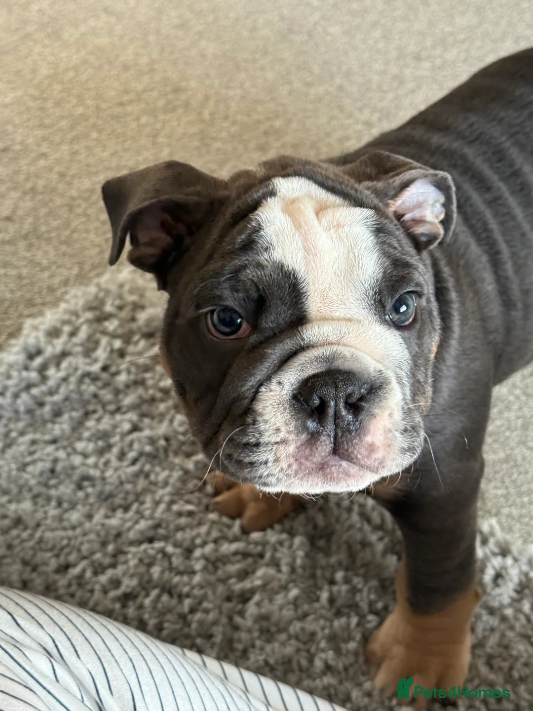 English Bulldog dogs for sale: Ralph - Advert 5