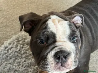 English Bulldog dogs English bulldog Ralph - Advert 3