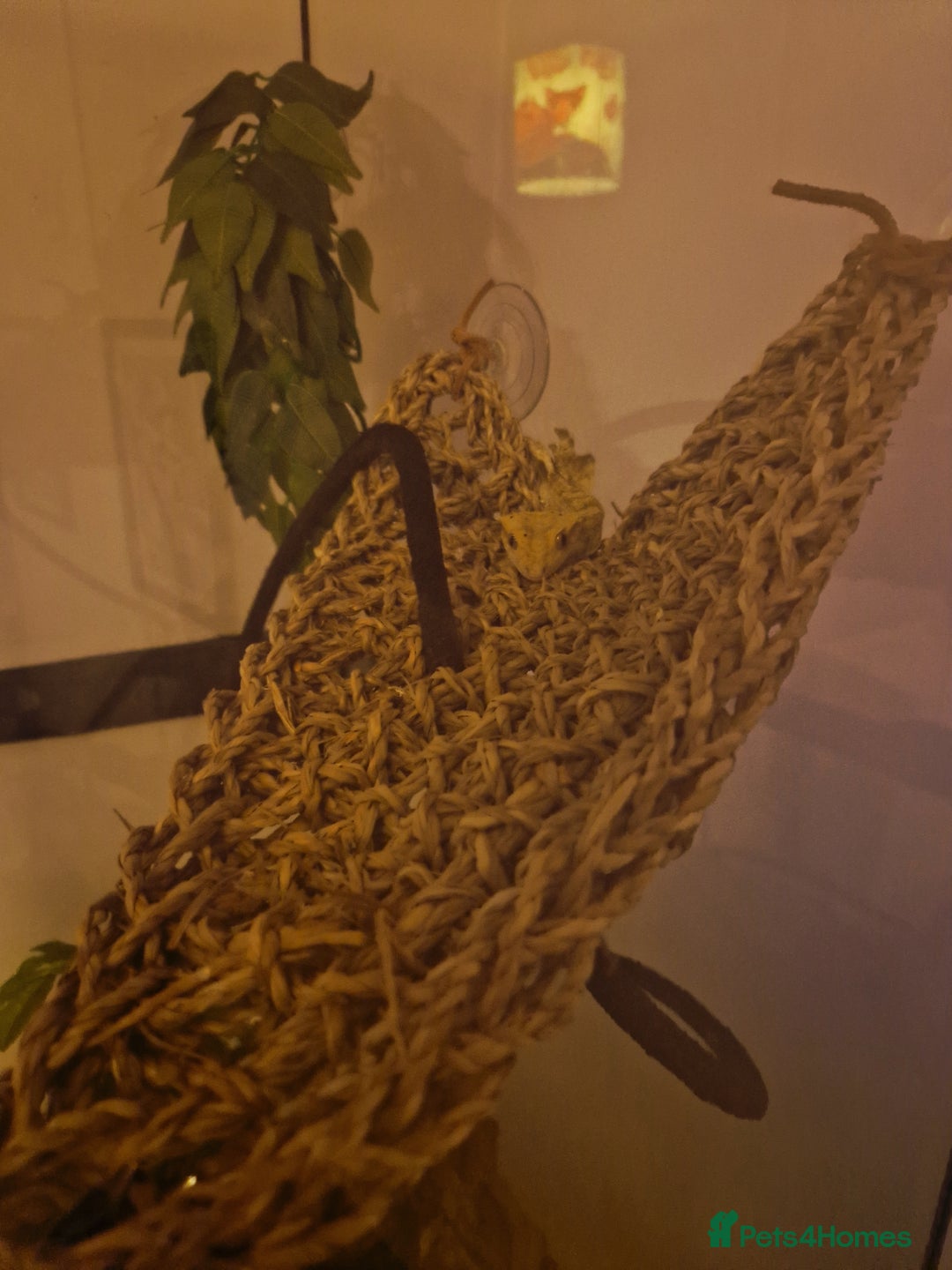 Gecko reptiles for sale: 6 Year Old Female Crested Gecko + Full Terranium - Advert 7