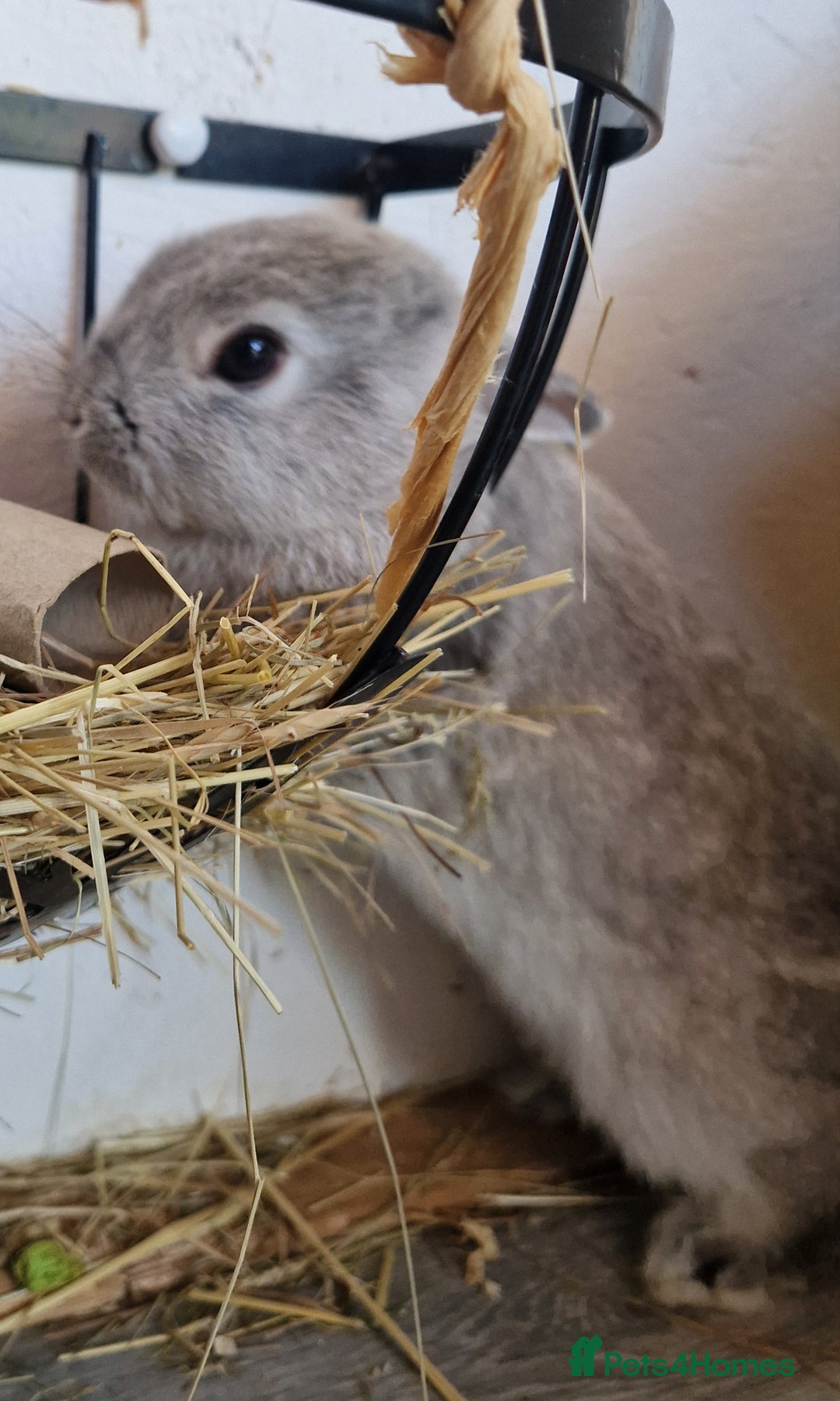 Netherland Dwarf rabbits for sale: 8 week old grey/silver Netherland dwarf female - Image 8