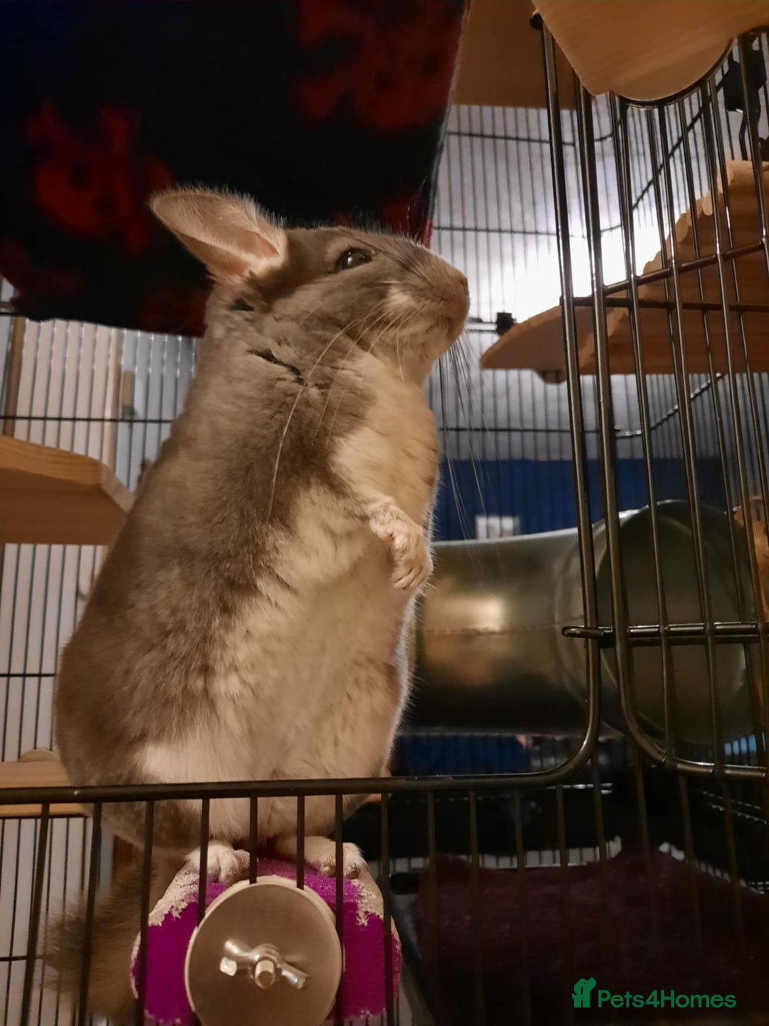 Chinchilla rodents for sale: 2 gorgeous chinchilla brothers 1 year old - Image 4