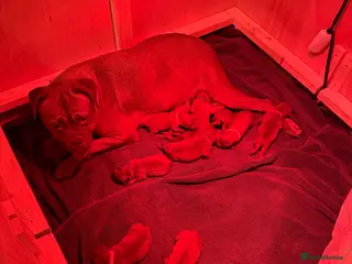 Dogue De Bordeaux dogs DOGUE DE BORDEAUX PUPPIES AVAILABLE 16/03/26 - Advert 15