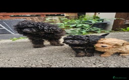 Cavapoo dogs for sale: CAVAPOO PUPPIES  - Image 2