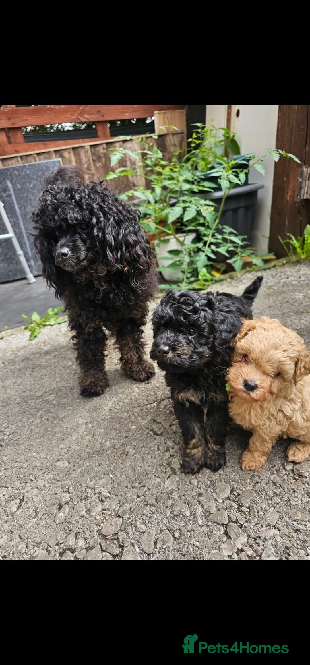 Cavapoo dogs for sale: CAVAPOO PUPPIES  - Image 2