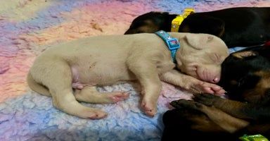 Dobermann dogs - Advert 15